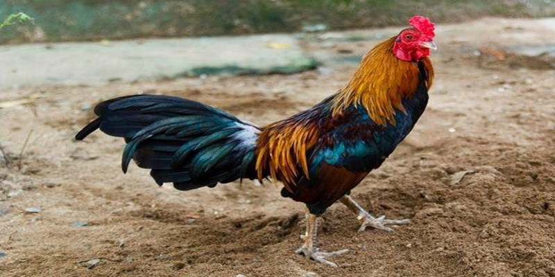 Chọn giống gà tốt là một trong những cách nuôi gà đá cựa sắt hiệu quả Chọn giống gà tốt là một trong những cách nuôi gà đá cựa sắt hiệu quả